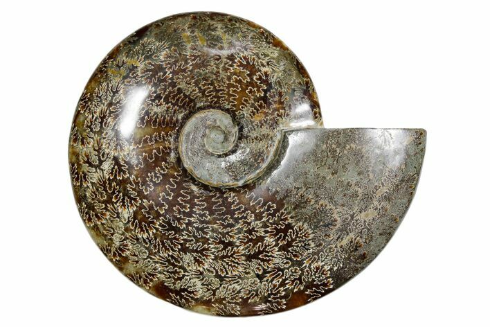 Polished Fossil Ammonite (Cleoniceras) - Madagascar #349183